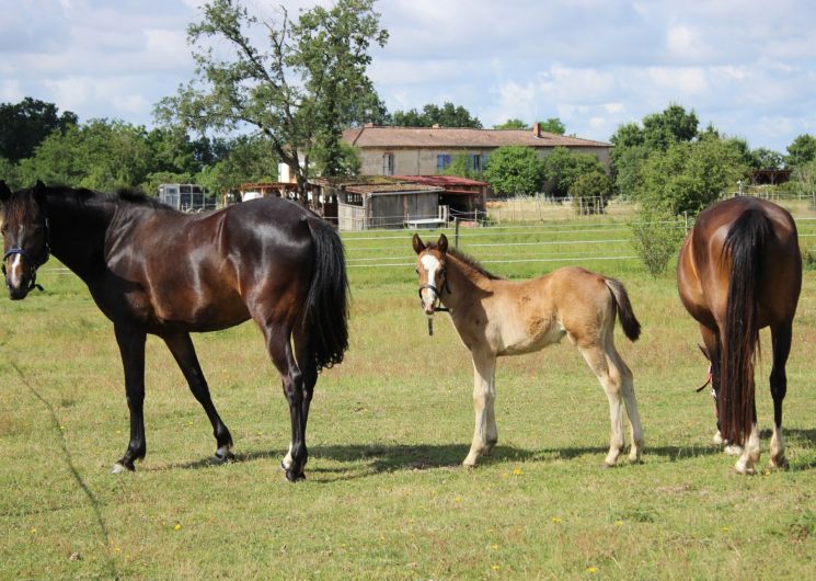 Ferme équestre du Roheryn Ambres