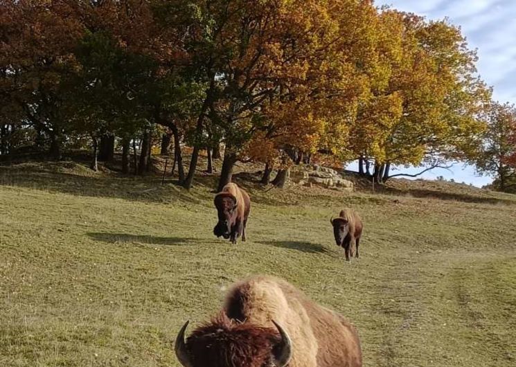 Parc animalier