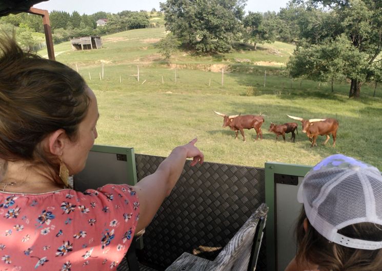 Visite à la ferme aux bisons