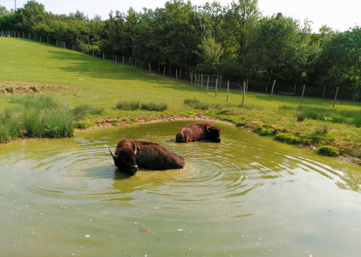 Bisons dans un point d'eau