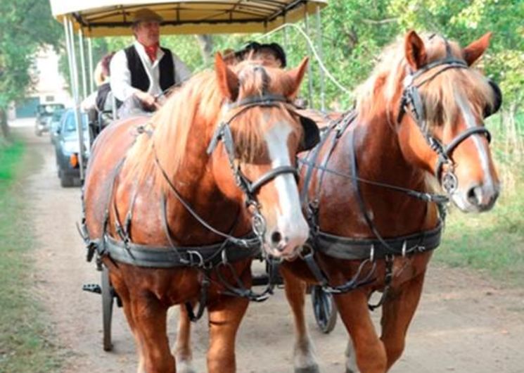 camargue chariot