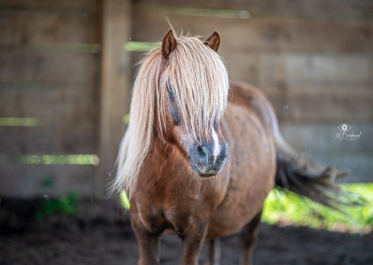 Centre Equestre Equileuk - Larée
