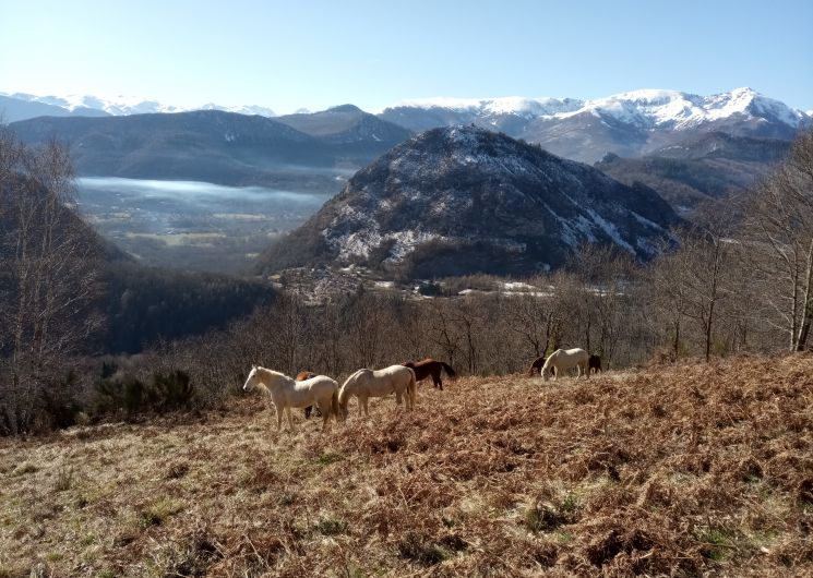 La ferme équestre de Thomas et Elsa