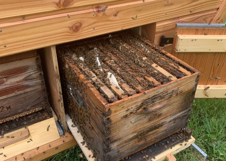 Cabane d'apithérapie : « Bulle de miel »_Duran