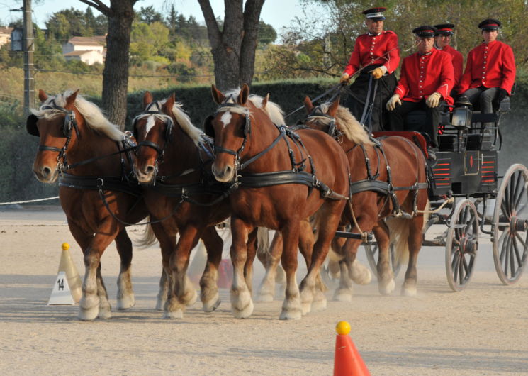 Haras national Uzès - Tradition_Uzès