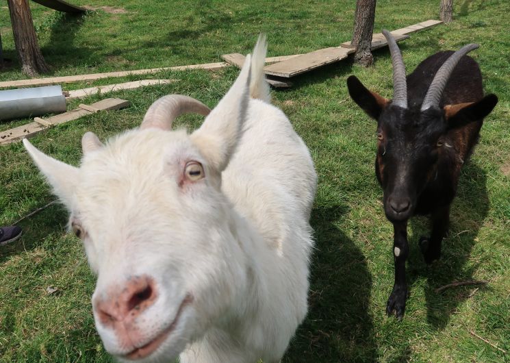 Djali et Blanchette