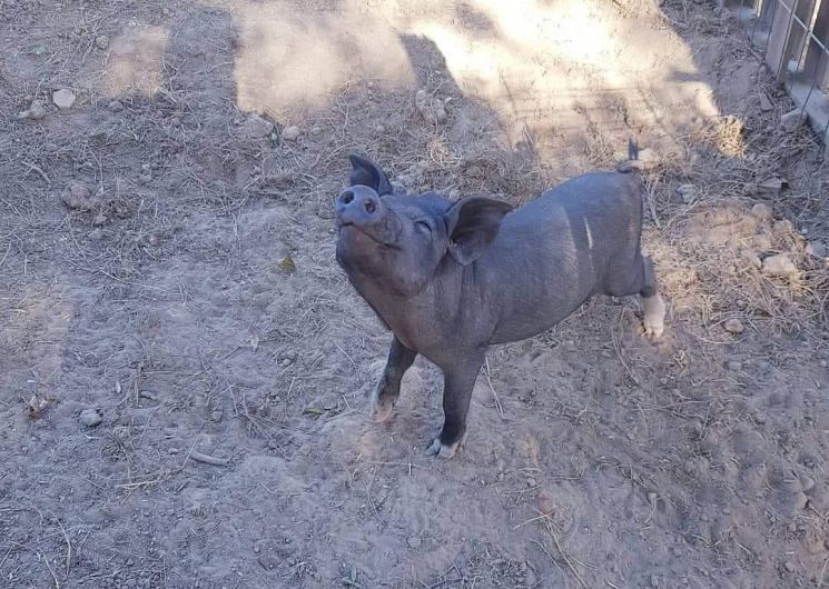 Pumba