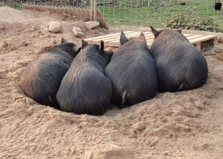Les 4 petits cochons
