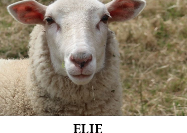 Elie