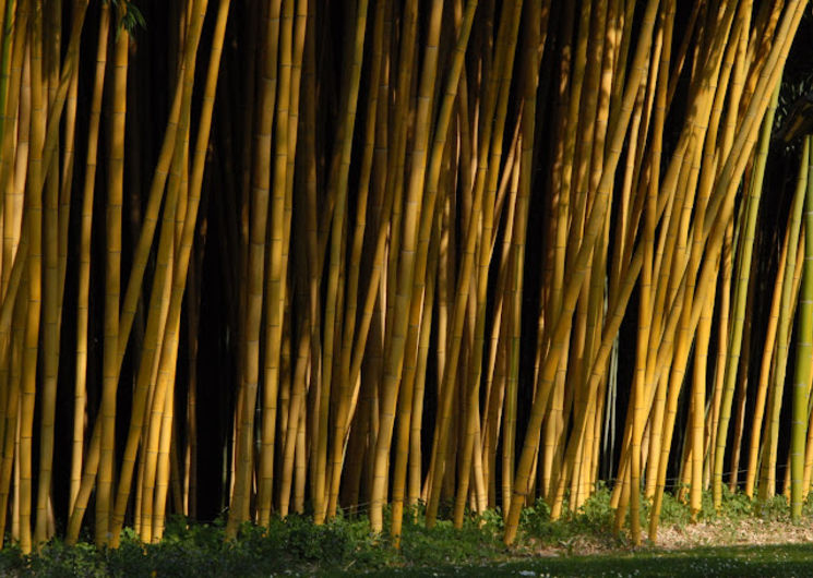 Ferme aux bambous