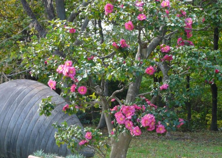 Parc Floral les Camellias Alès