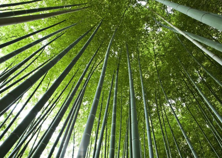 Bambouseraie en Cevennes