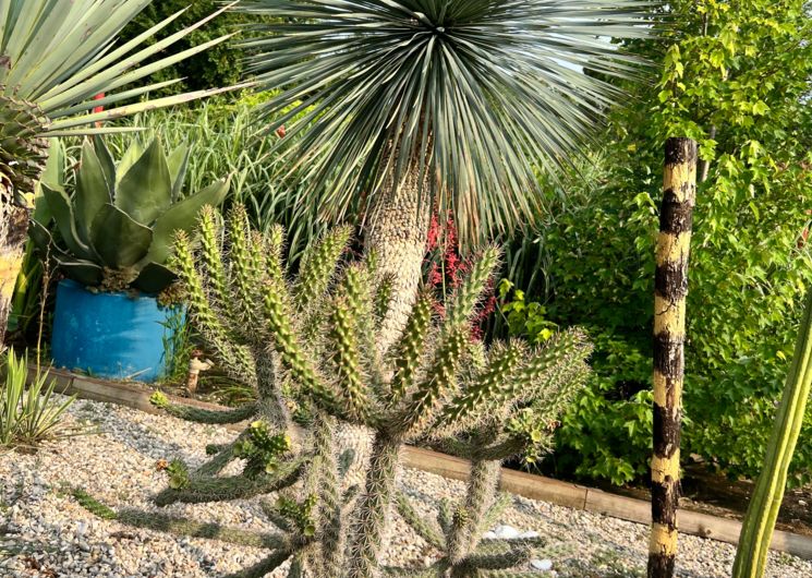 Agaves and co 1