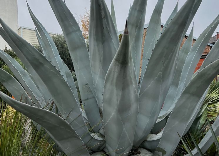 Agave