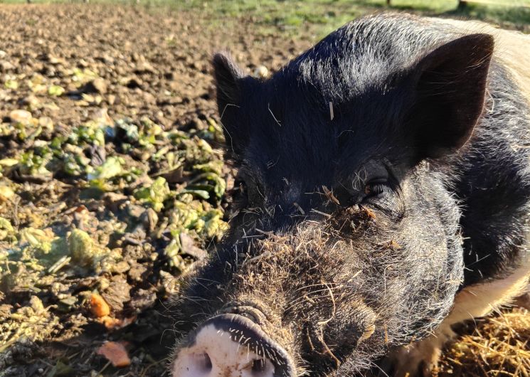 La Ferme des Utopies_L'Isle-Jourdain