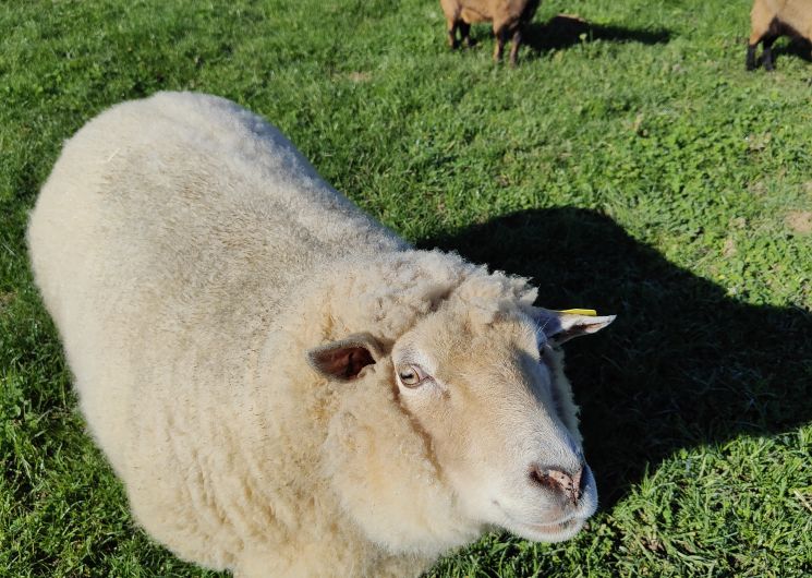 La Ferme des Utopies_L'Isle-Jourdain