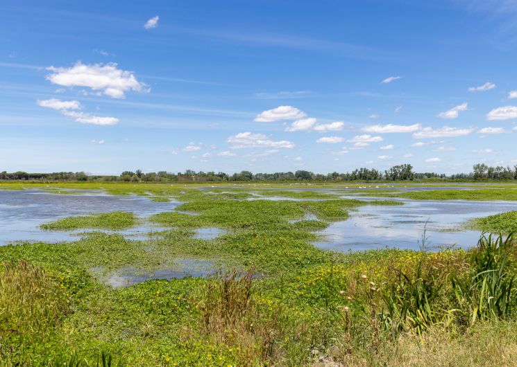 La Réserve du Petit Rhône_Vauvert