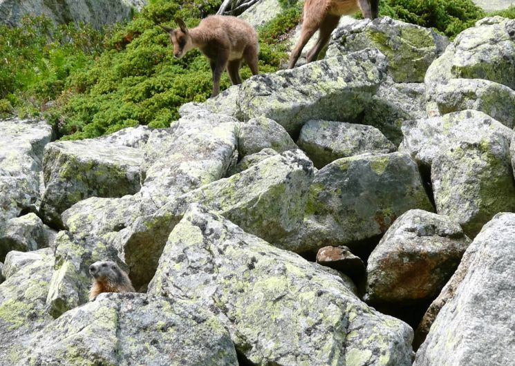 Réserve Orlu isards et marmottes