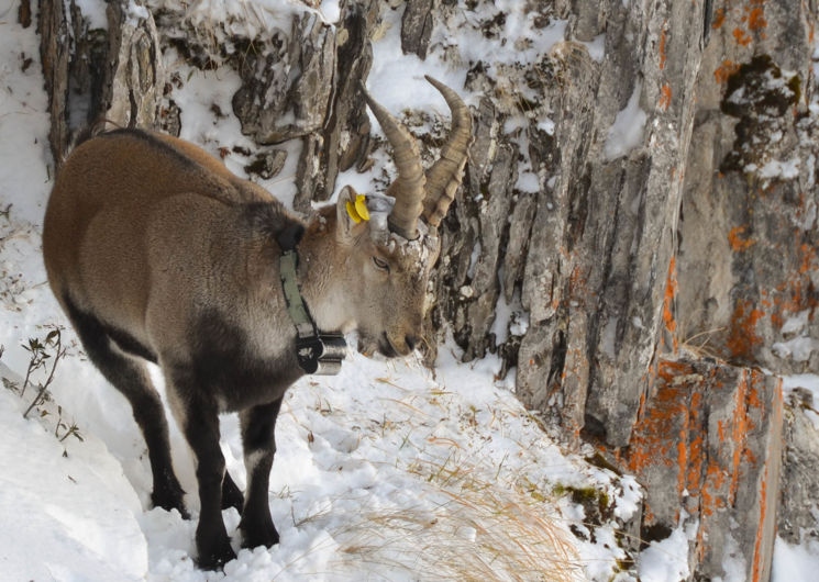 Bouquetin dans la neige