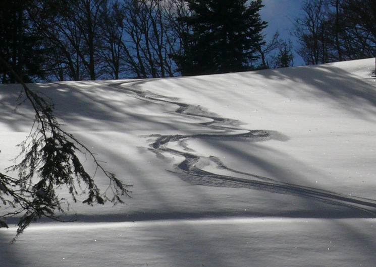 Trace de ski dans la neige