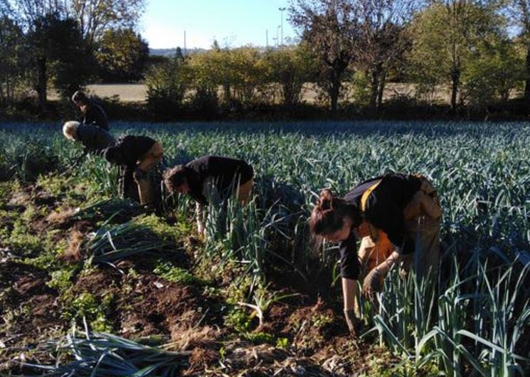 La Ferme d'Agen (GAEC) - Récolte à la ferme