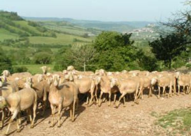 FERME SEGUIN / GAEC DES GRANDS CAUSSES