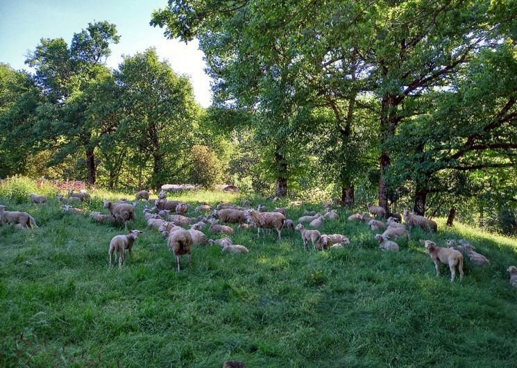 Gaec La ferme du Vialaret