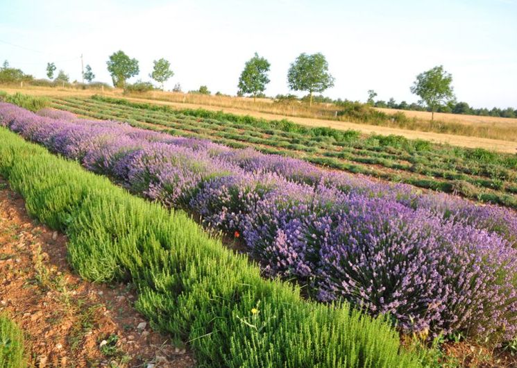 Aromatiques du Larzac