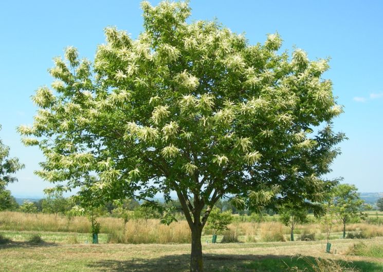 Le châtaignier en fleurs