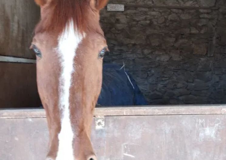 Les Ecuries de Bannes - Centre Equestre