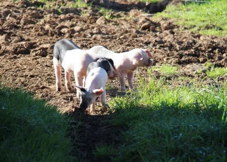 Ferme de Dilhac