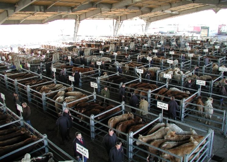 Visite guidée du marché aux bestiaux - mardi matin - sur réservation