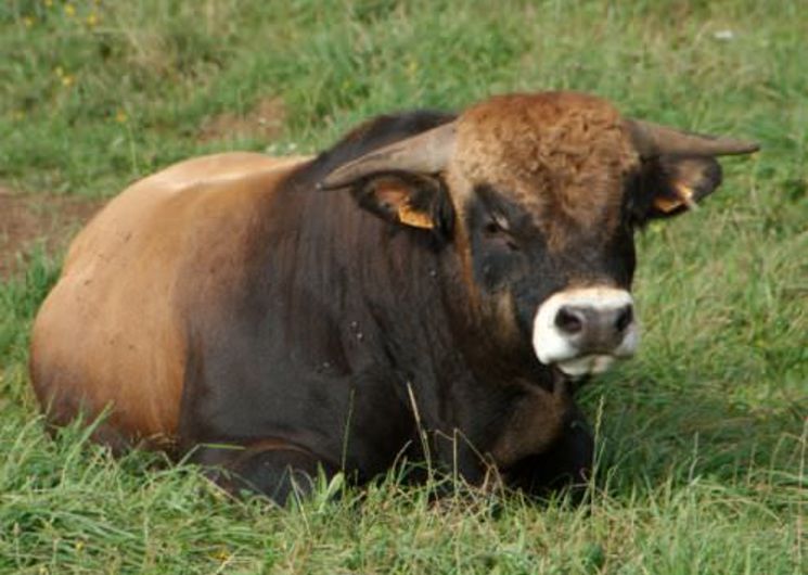 Concours des Boeufs de Noël de Laissac