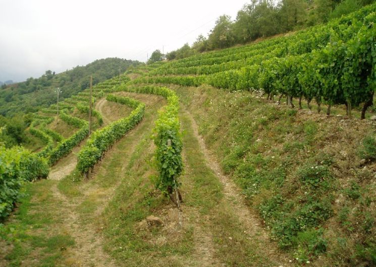 Domaine Mousset (Vins d'Entraygues - Le Fel)