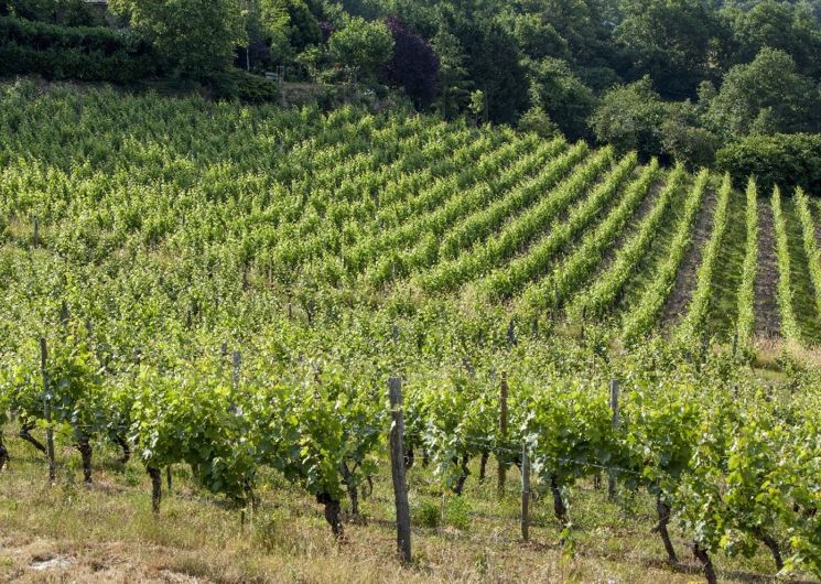 Domaine de Méjanassère (Vins d'Entraygues - Le Fel)