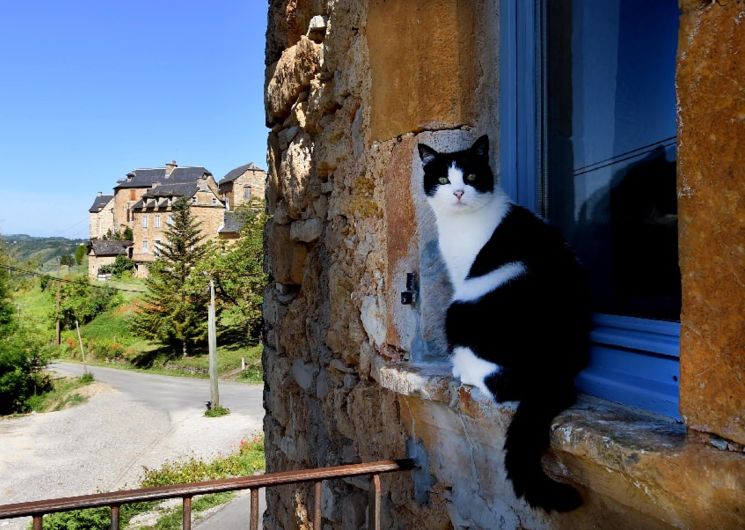 Gîte du peintre - Chat