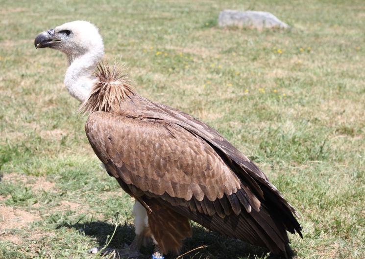 Parc animalier du Segala (Pradinas)- vautour fauve en animation