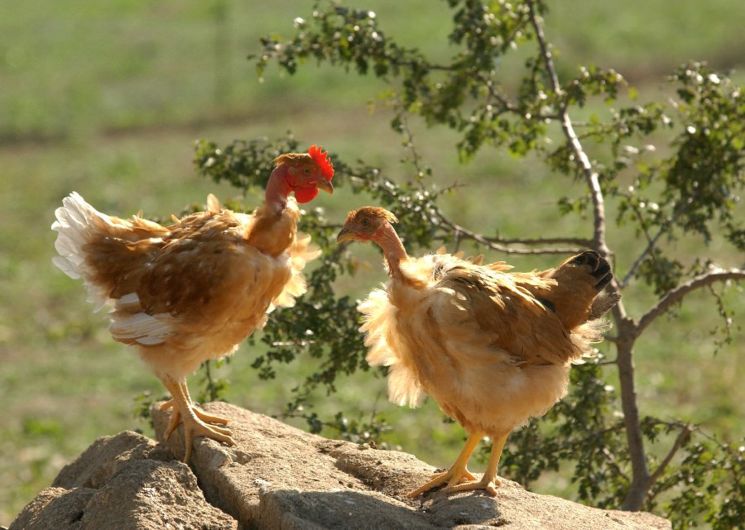 La Ferme de la famille Quintard