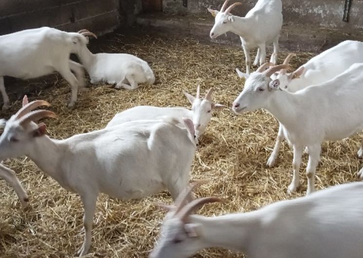 La ferme de la Borderie de Soulages - Fromages de chèvre et viande