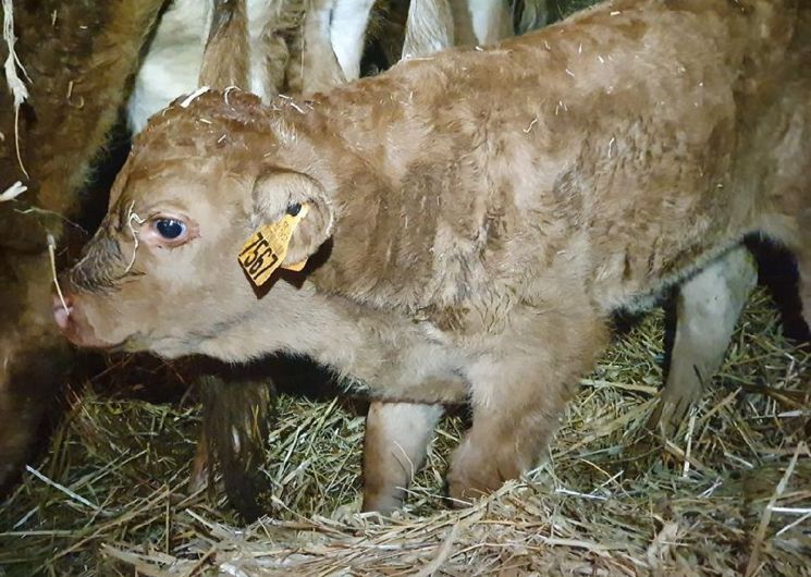 Ferme du Gasquet - Colis de boeuf et veau