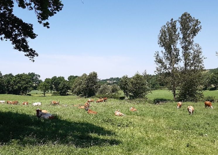 GAEC Fabié- Colis de viande