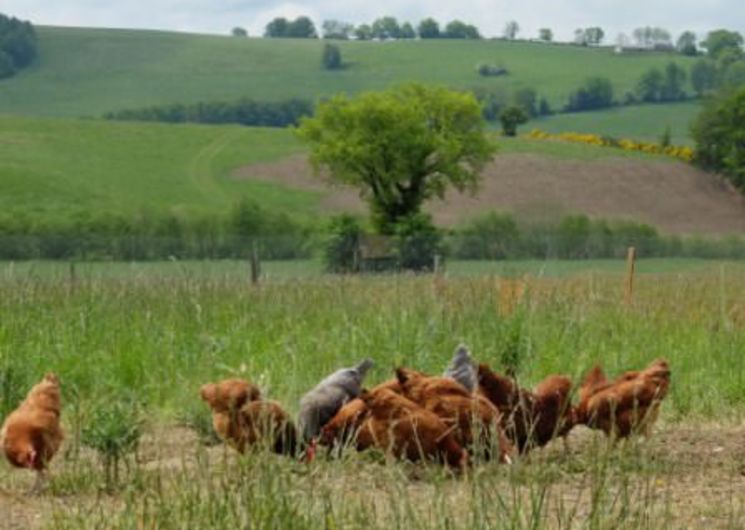 Vente d'oeufs frais de la ferme - Vidal Roland