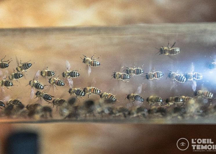 L'Arc en Miel : visite-immersion au coeur du monde des abeilles