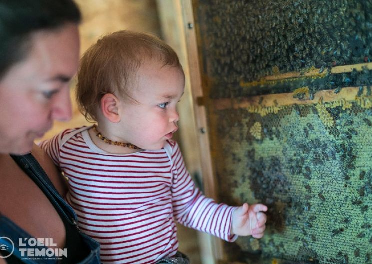 L'Arc en Miel : visite-immersion au coeur du monde des abeilles