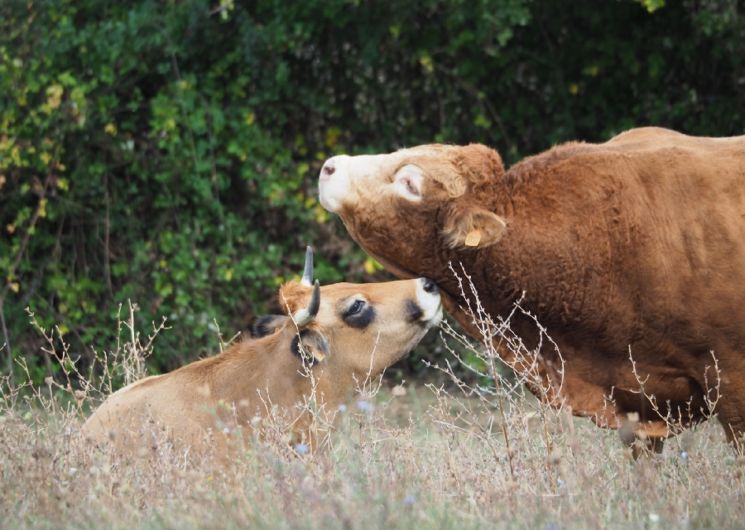 Ferme Les Tronques