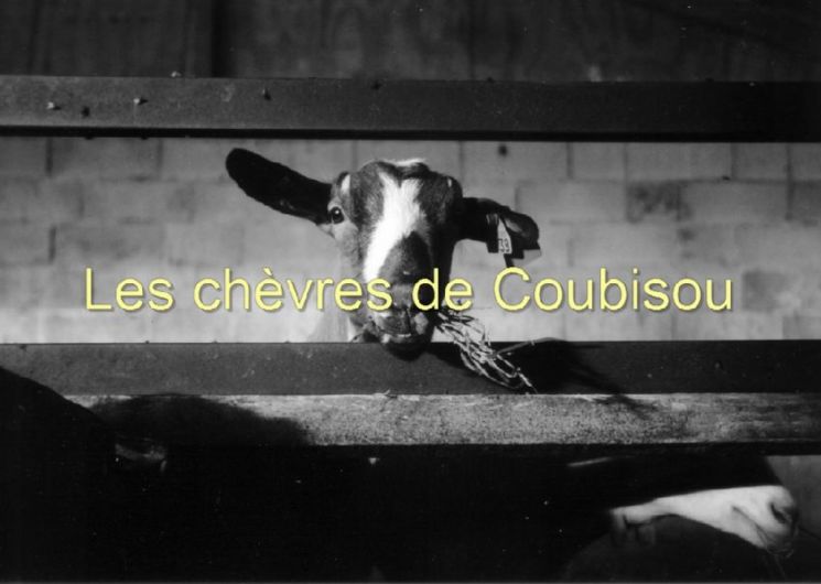  Les Chèvres de Coubisou