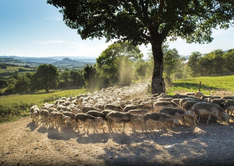 Visite de la ferme Seguin