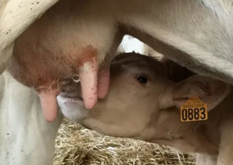 veau qui tète sous la mère