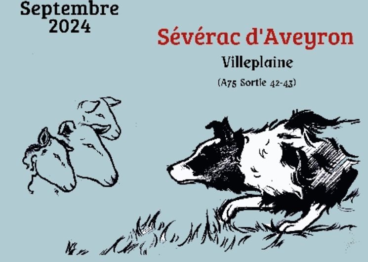 Concours de chiens de berger à Sévérac-le-Château