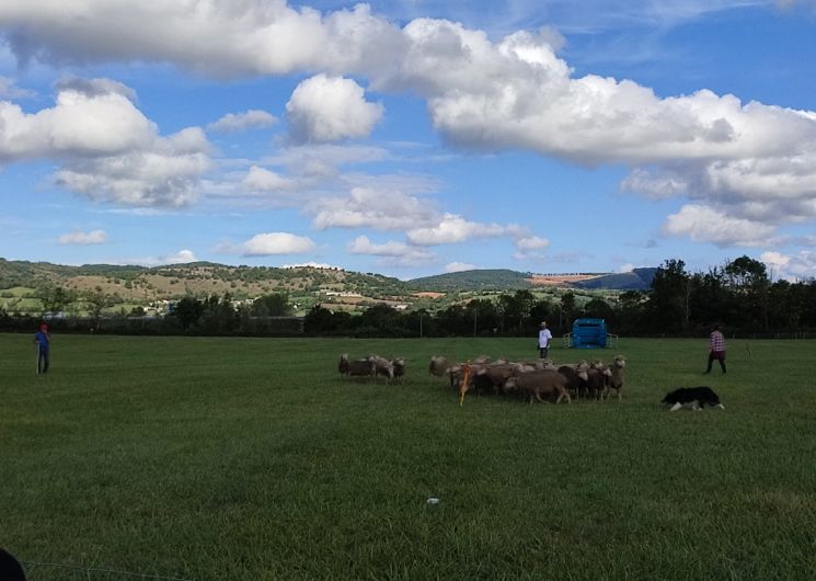 Concours de chiens de berger à Sévérac-le-Château